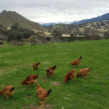 Load image into Gallery viewer, Chicken Whole Free 'Ranger' $7/lb